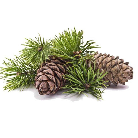 100% Pure Organic Cedarwood Atlas Essential Oil - Essential Oil - The Local Boom Gift Shop